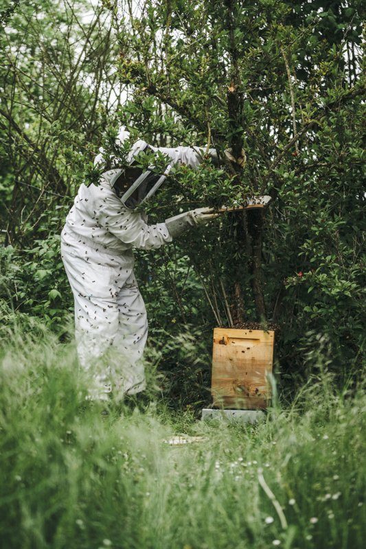 Apiculture au Gite La Maison dans la Prairie à Bernot, hébergement weekend campagne dans l'Aisne - Tourisme Picardie Hauts-de-France