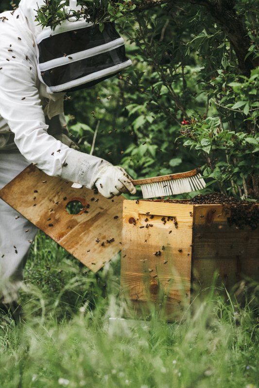 Apiculture au Gite La Maison dans la Prairie à Bernot, hébergement weekend campagne dans l'Aisne - Tourisme Picardie Hauts-de-France