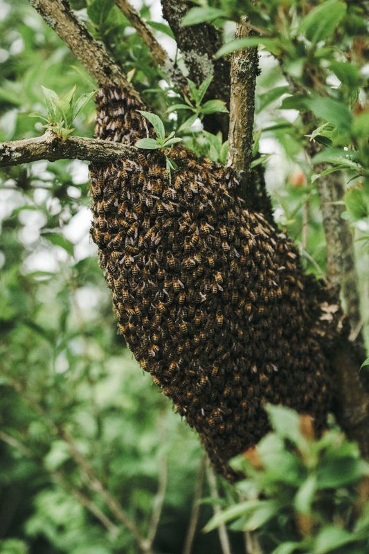 Essaim d'abeilles Gite La Maison dans la Prairie à Bernot, Aisne - Tourisme Picardie Hauts-de-France
