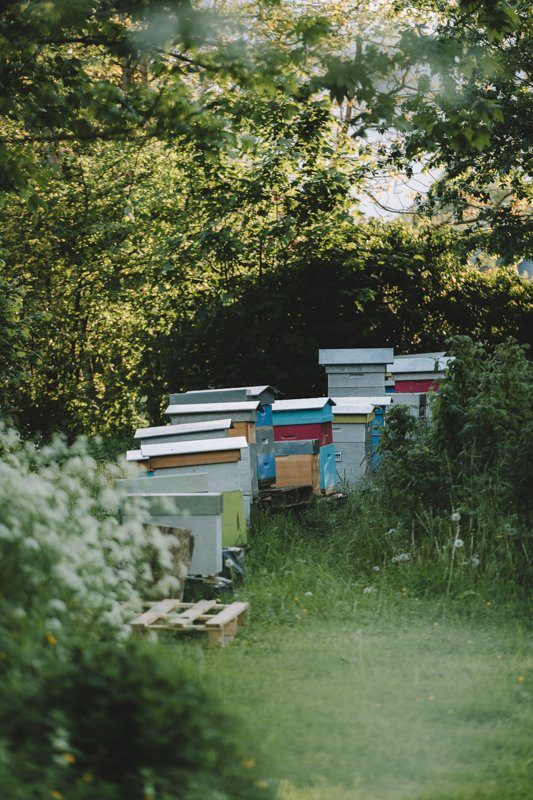 Ruches du Gite La Maison dans la Prairie à Bernot, hébergement weekend campagne dans l'Aisne - Tourisme Hauts-de-France