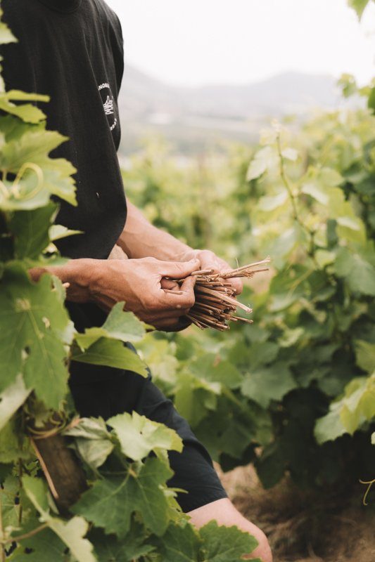 Dégustation de vins Saint Joseph avec Pascale Jamet à Arras-sur-Rhône en Ardèche