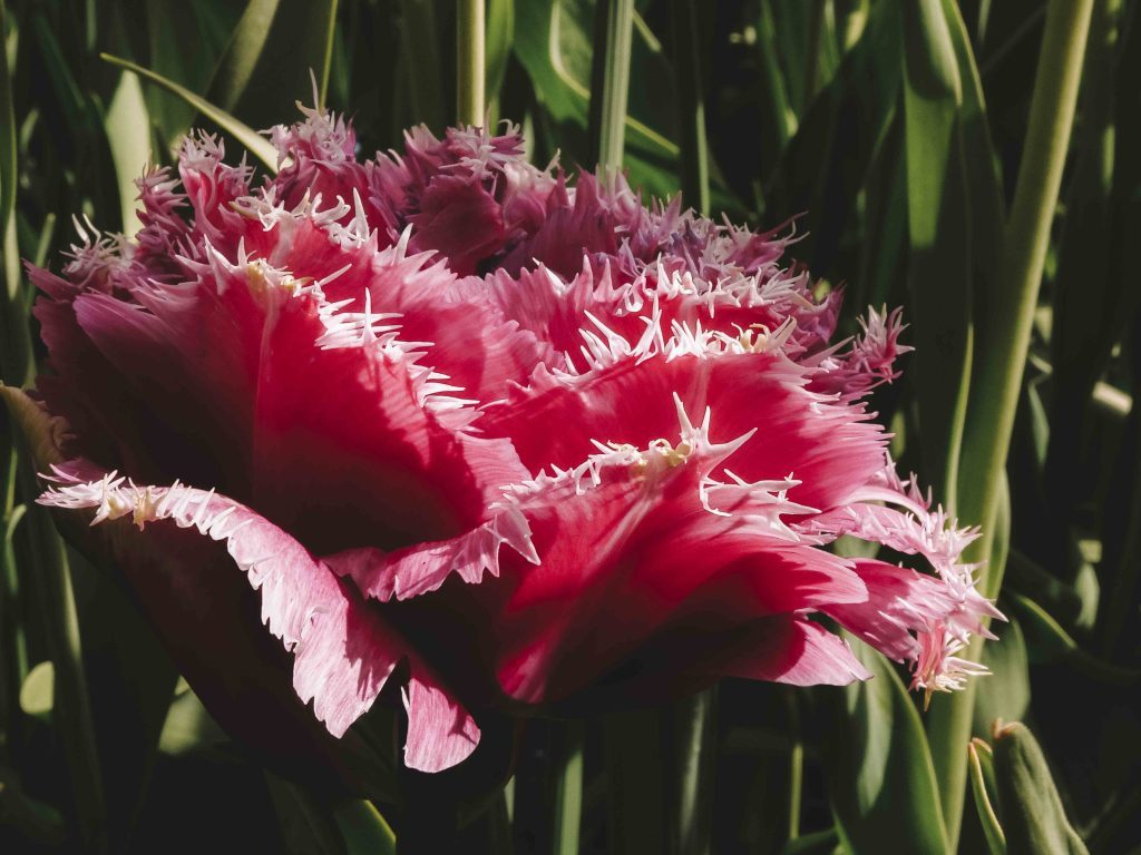 keukenhof parc floral a visiter aux pays bas hollande girltrotter, le blog des filles qui voyagent1