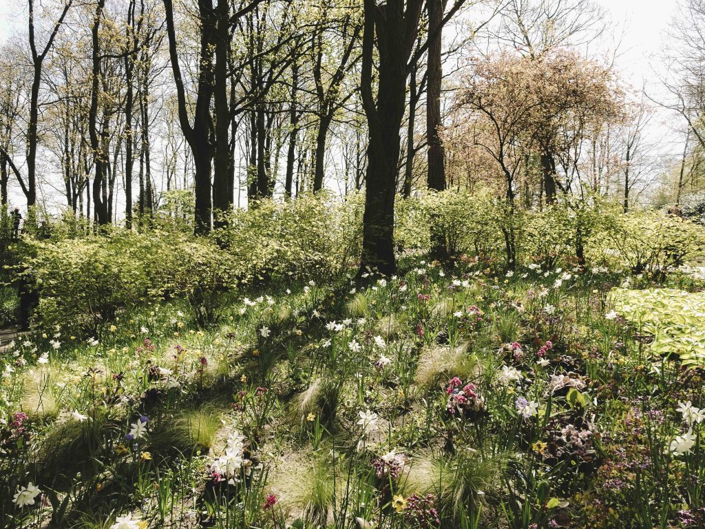 keukenhof parc floral a visiter aux pays bas hollande girltrotter, le blog des filles qui voyagent10