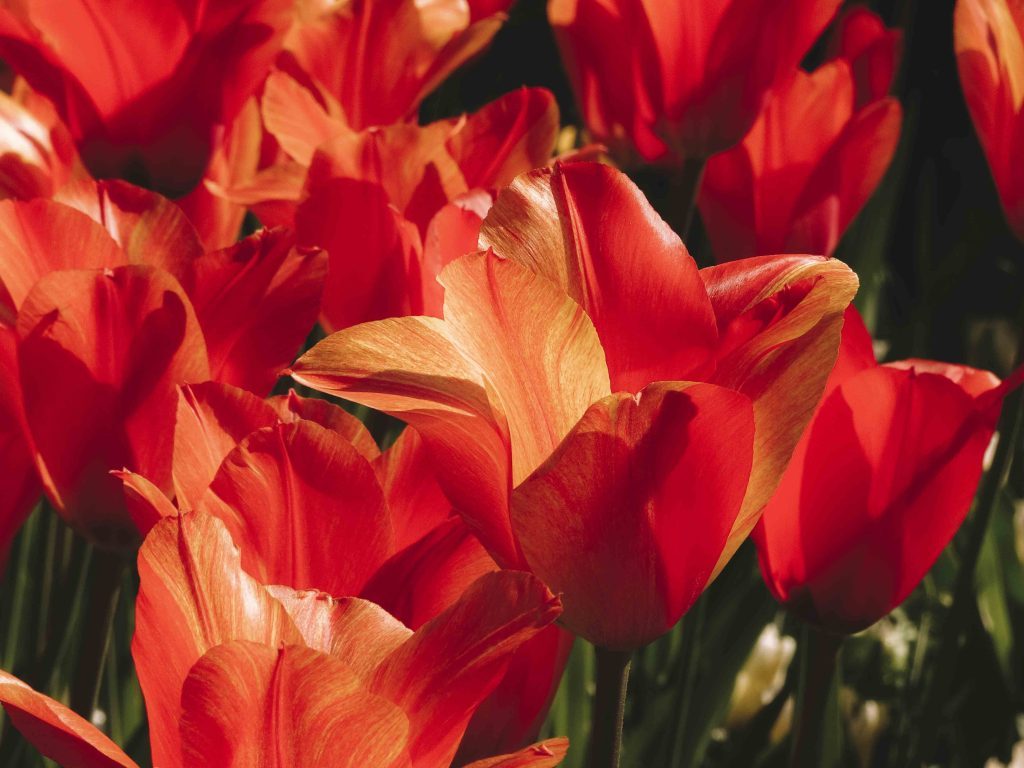 keukenhof parc floral a visiter aux pays bas hollande girltrotter, le blog des filles qui voyagent2