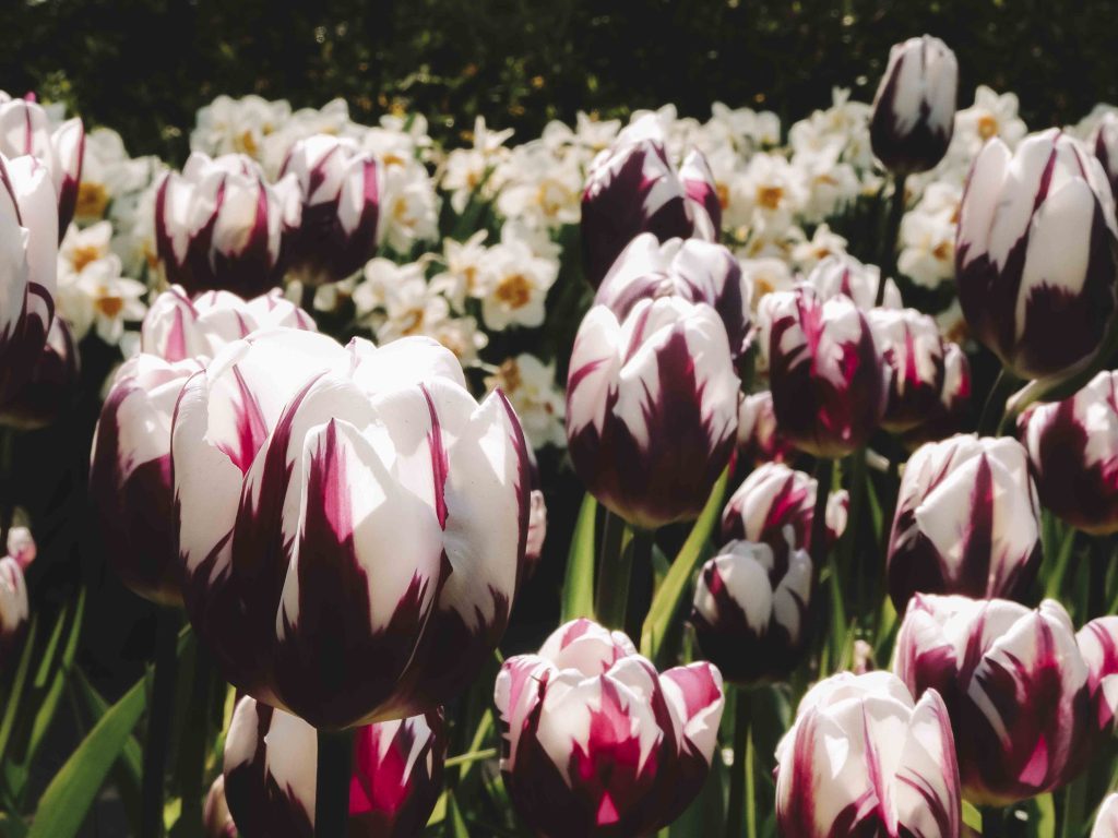 keukenhof parc floral a visiter aux pays bas hollande girltrotter, le blog des filles qui voyagent7