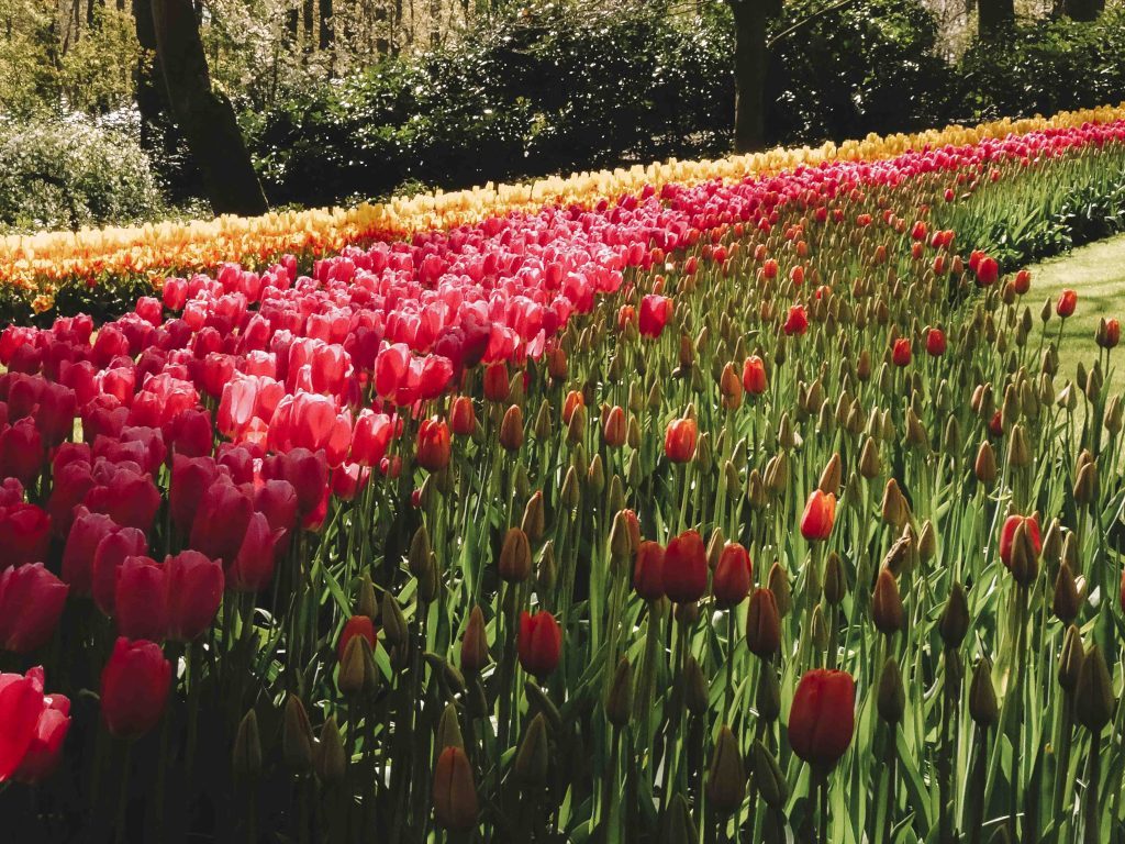 keukenhof parc floral a visiter aux pays bas hollande girltrotter, le blog des filles qui voyagent9