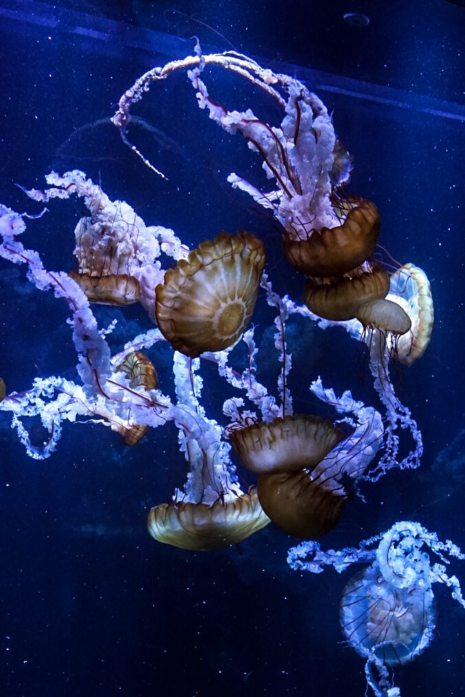 nausicaa le plus grand aquarium d’europe à boulogne sur mer girltrotter, le blog des filles qui voyagent 1