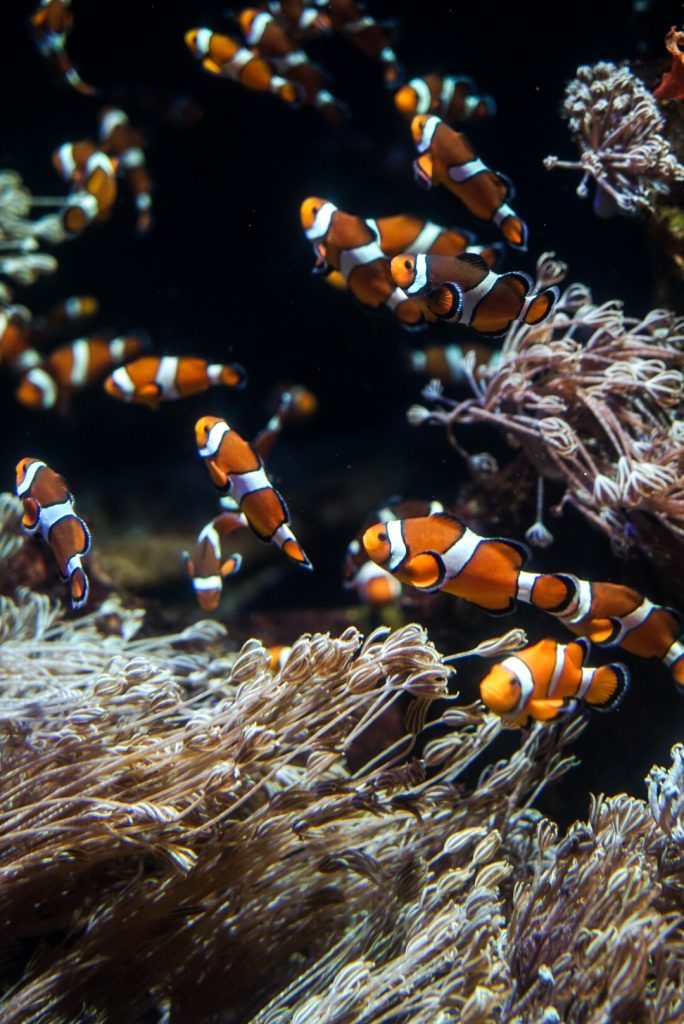 nausicaa le plus grand aquarium d’europe à boulogne sur mer girltrotter, le blog des filles qui voyagent 3