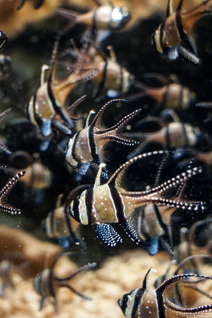 nausicaa le plus grand aquarium d’europe à boulogne sur mer girltrotter, le blog des filles qui voyagent 6