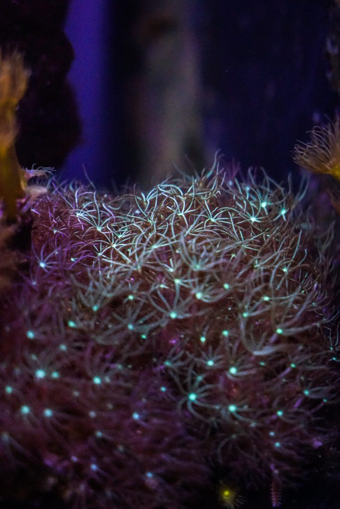 nausicaa le plus grand aquarium d’europe à boulogne sur mer girltrotter, le blog des filles qui voyagent 7