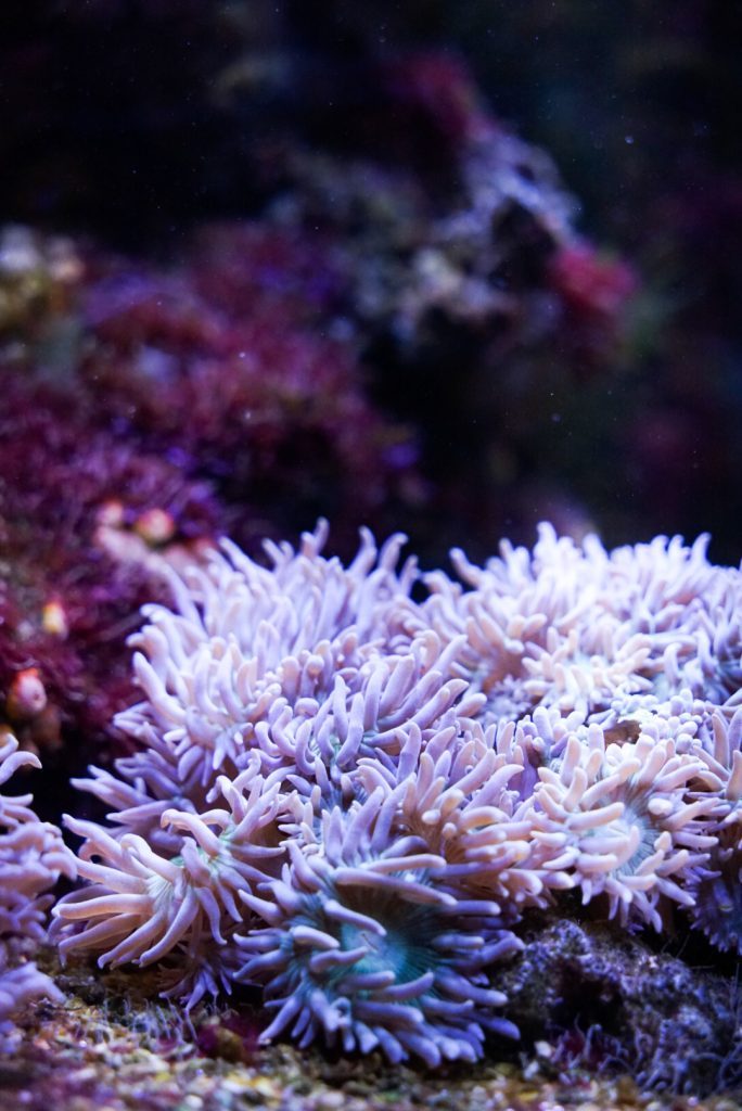 nausicaa le plus grand aquarium d’europe à boulogne sur mer girltrotter, le blog des filles qui voyagent 8