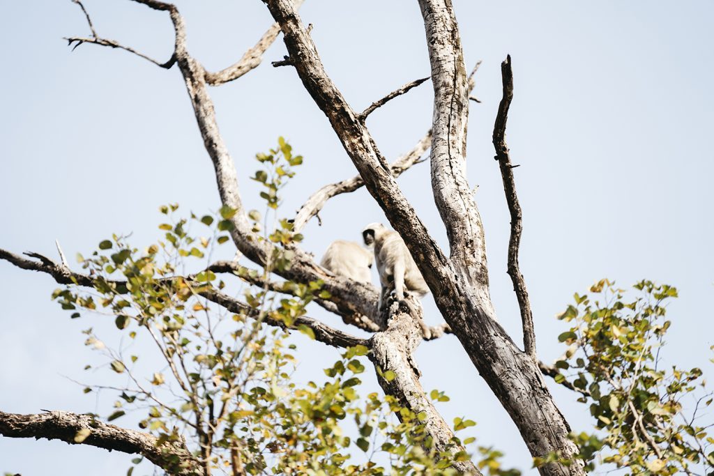 singe langur dans la reserve de bardia au nepal girltrotter le blog des filles qui voyagent