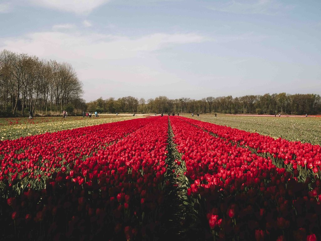 visite keukenhof et les champs de fleurs de lisse aux pays bas girltrotter le blog des filles qui voyagent3