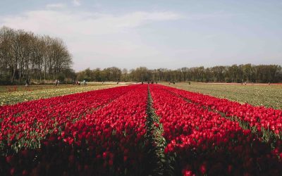 VISITER KEUKENHOF ET LES CHAMPS DE FLEURS DE LISSE