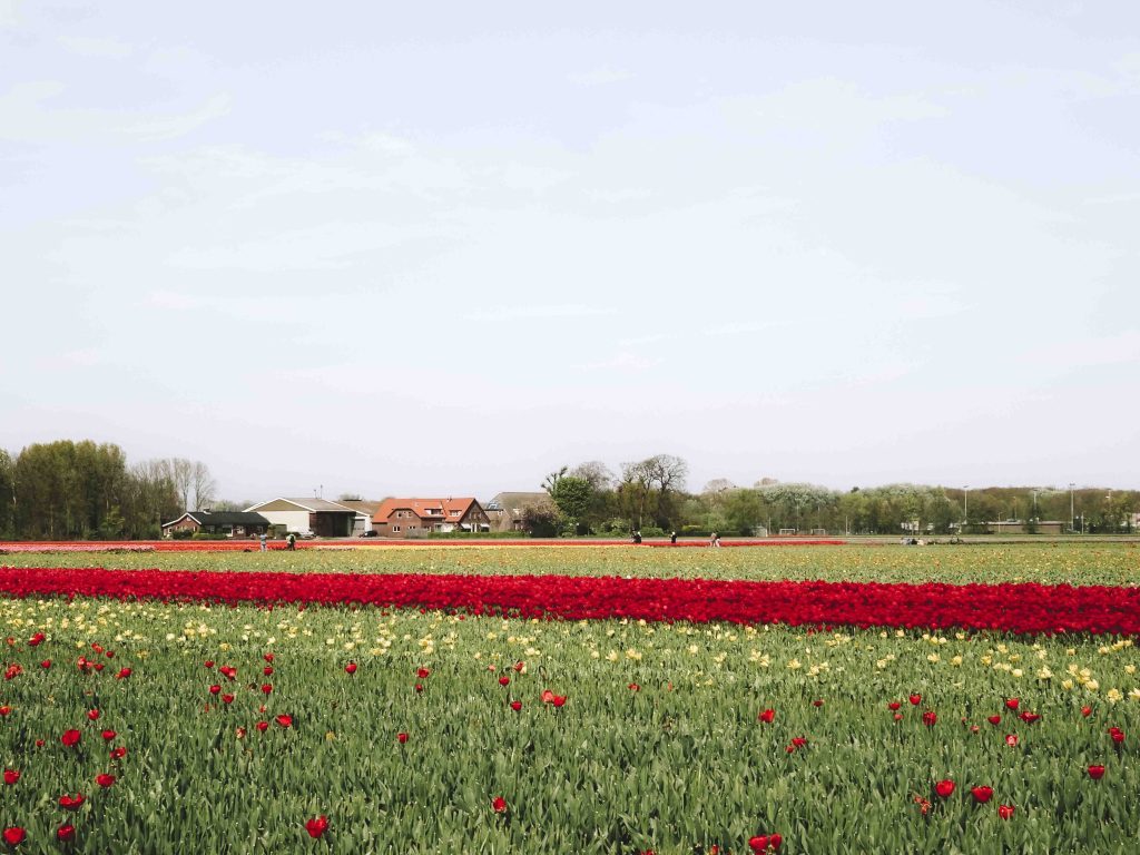 visite keukenhof et les champs de fleurs de lisse aux pays bas girltrotter le blog des filles qui voyagent5