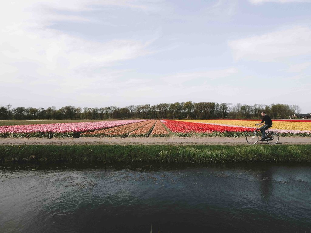 visite keukenhof et les champs de fleurs de lisse aux pays bas girltrotter le blog des filles qui voyagent8