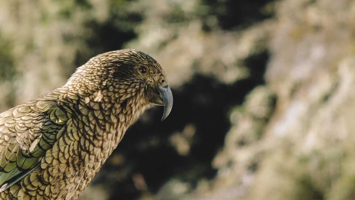 Perroquet Keo de Voyage en Nouvelle-Zélande