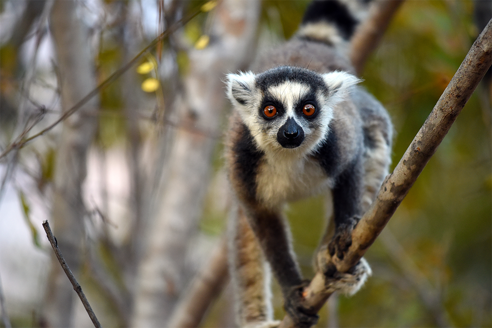 lémurien de madagascar