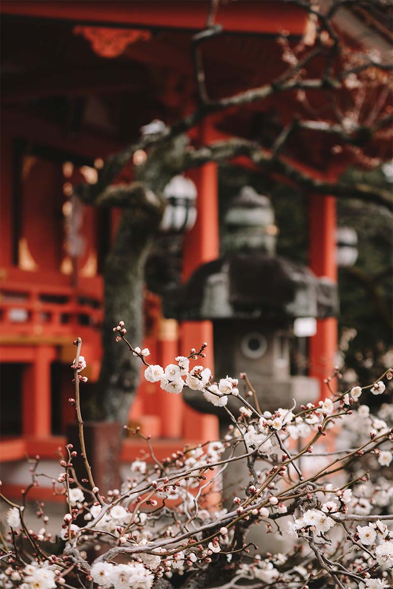 voir les cerisiers en fleur a kyoto au temple kitano tenman gū girltrotter blog aventure et voyage responsable 2