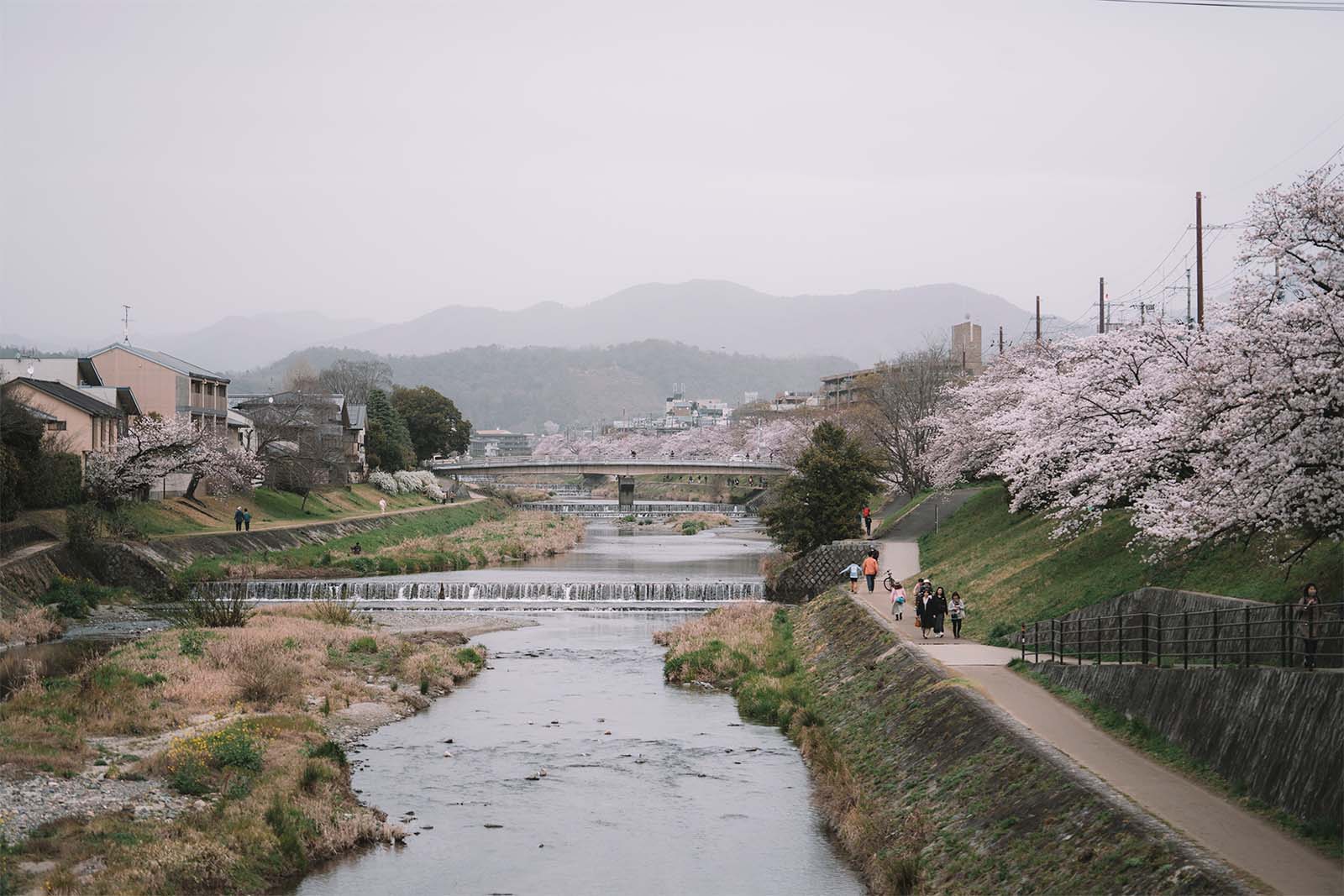 voir les cerisiers en fleur a kyoto kamo gawa girltrotter blog aventure et voyage responsable 1