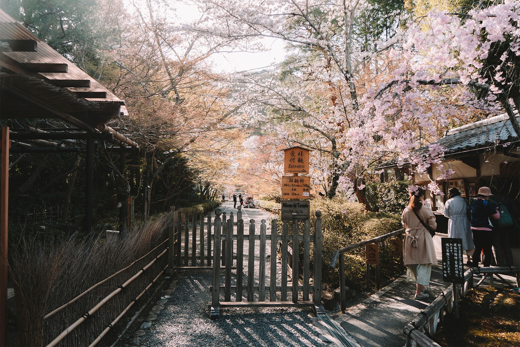 voir les cerisiers en fleur a kyoto le temple nison in girltrotter blog aventure et voyage responsable