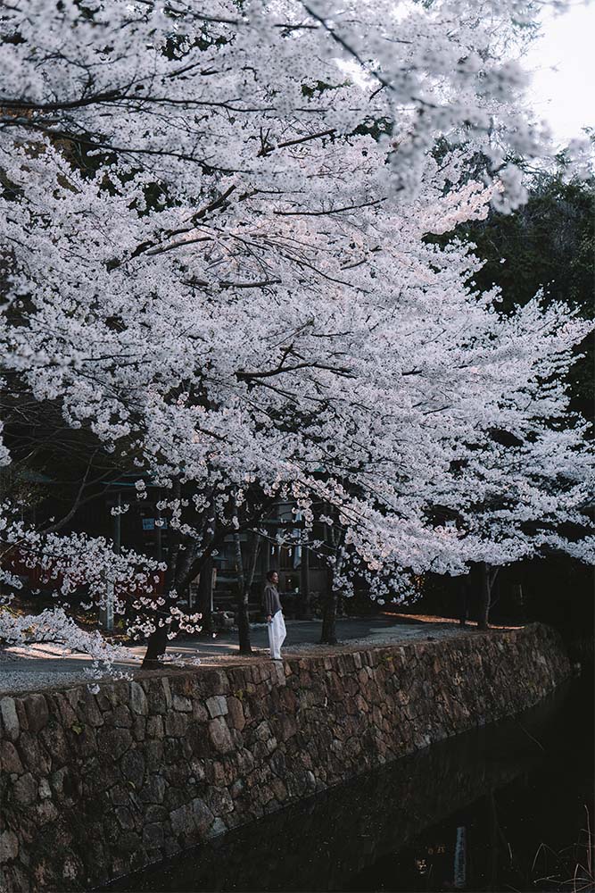 voir les cerisiers en fleur a kyoto mikami shrine arashiyama girltrotter blog aventure et voyage responsable